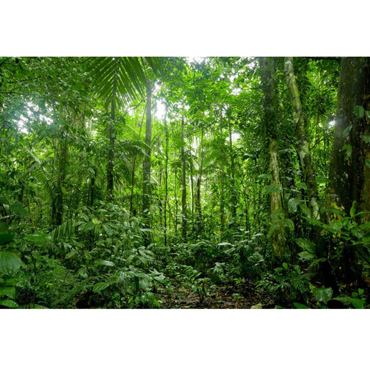 15x10ft Jungle Forest Trees Backdrops For Photography Summer Woods Wonderland Trees Plant Spring Nature Landscape Photography Background